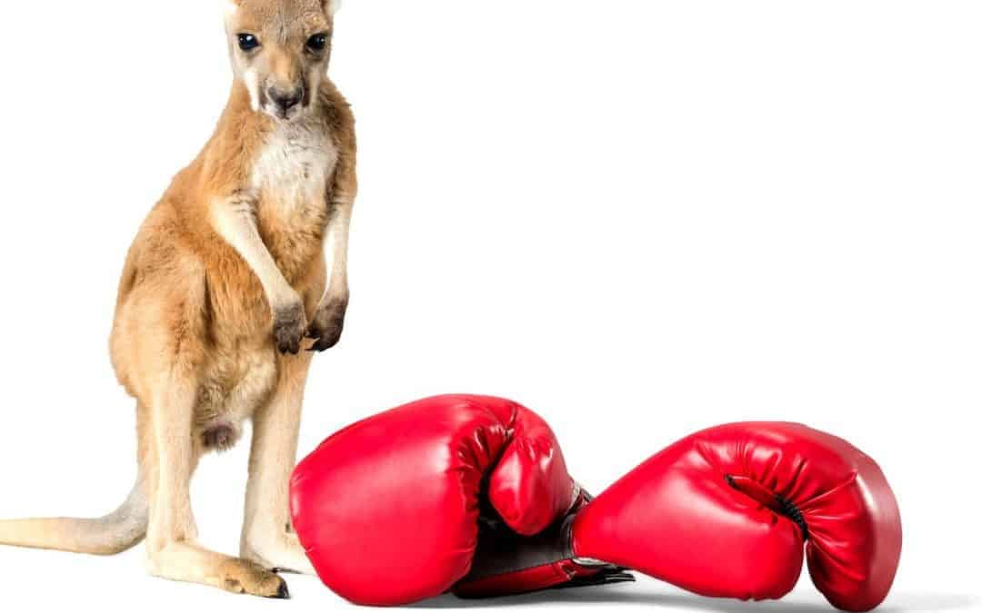 Breast Implants vs a Kangaroo